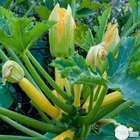 Plants de courgettes jaune 'Orelia' F1 : barquette de 6 plants